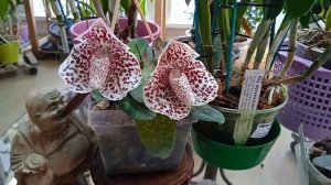 Paphiopedilum Bellatulum, цветы - птичьи яйца