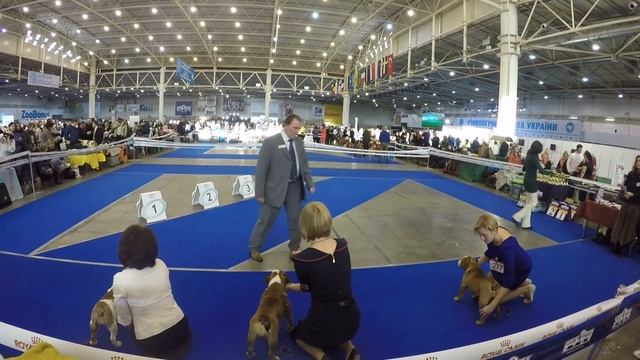 Dolores Wunderding. КИЕВСКАЯ РУСЬ 2016 FCI-CACIB смотреть онлайн