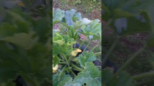 Кабачки в бочках смотреть онлайн