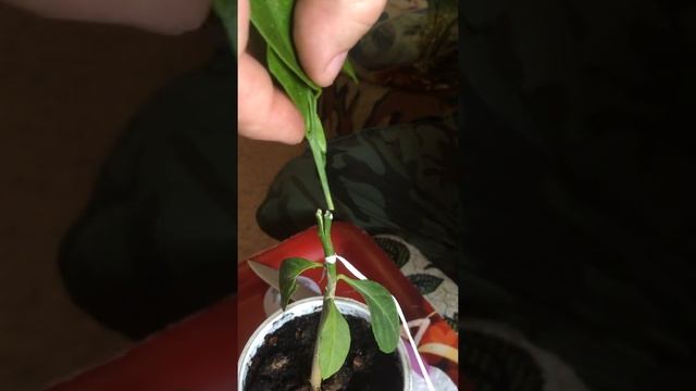 самая простая прививка цитрусовых