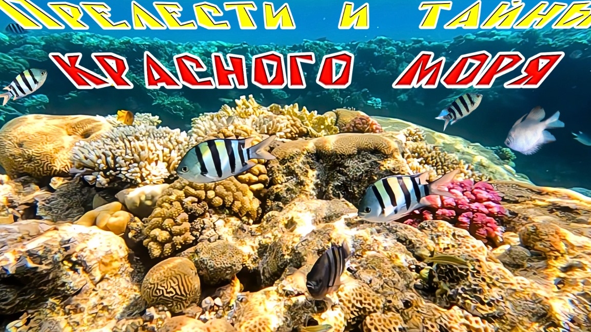 Красное море снорклинг/Red See snorkelling №1