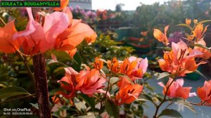 Hugh Evans Bougainvillea 🧡💛#beautiful #4k_video #@@ss 💐💐