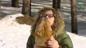 Шарпеи: особенности породы