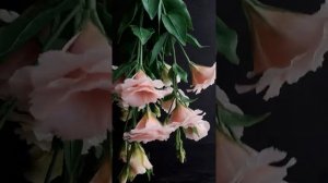 Эустома из холодного фарфора