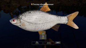 Русская рыбалка 4 (РР4) Ладожское оз. ПЛОТВА Lake Ladoga Roach