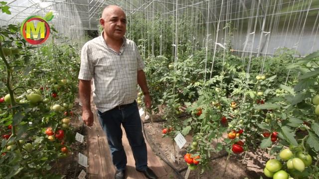 ? ЛУЧШИЙ УРОЖАЙНЫЙ ТОМАТ. Семена на 2021 год. смотреть онлайн