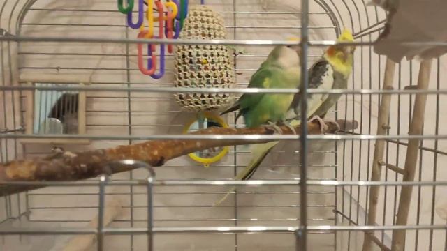 Можно ли содержать попугаев разных видов? смотреть онлайн