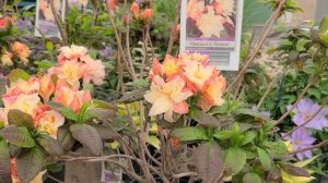 Azalea 'Cannons Double' // BEAUTIFUL,?? PASTEL, DOUBLE, FRAGRANT flowers!