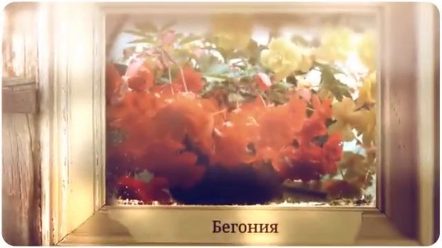 Топ-10 ампельных растений