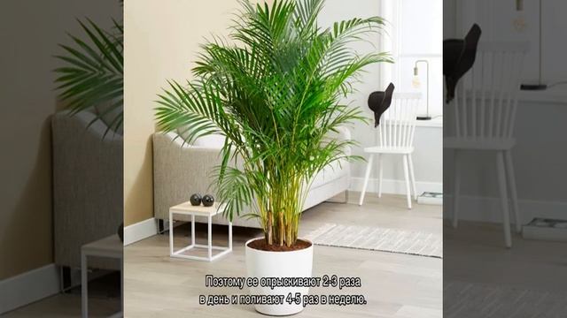 Большие комнатные растения с крупными листьями смотреть онлайн