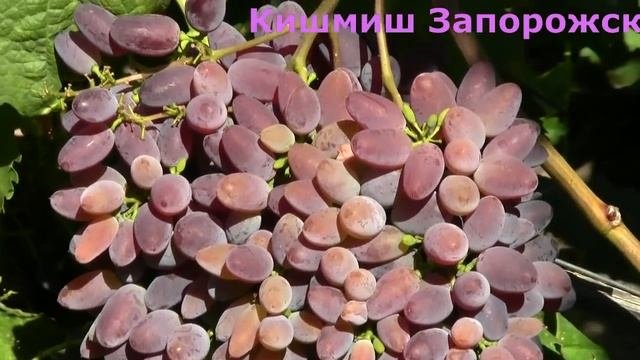 @Улучшаем урожай   Применение гиббереллина  Вып 19