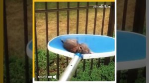 зайца спасли из бассейна.mp4