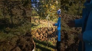 Осенняя подкормка яблони и защита от мышей