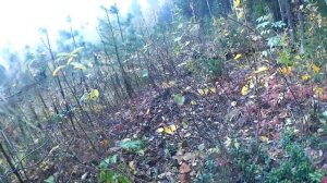 Один день охоты с карело финской лайкой по боровой дичи на Среднем Урале.