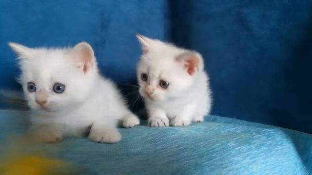 Голубоглазые котята. смотреть онлайн