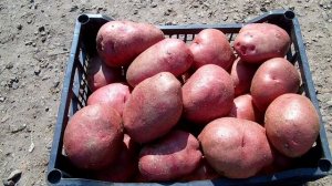 Хранение картофеля. Как сохранить картофель до весны