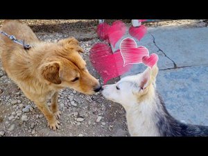 Персик КОСИПОР влюбился в Дину