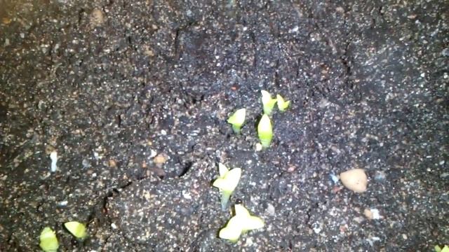 6 день посева микса кактусов. смотреть онлайн