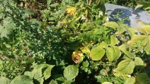 Малина ремонтантная сорт Зюгана