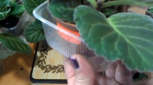 Глоксинии. О поливе и не только.