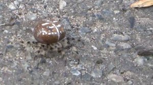 Пауки Белгородской области и деревни белгородской области южнорусский тарантул