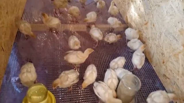 Как сделать брудер для индюшат своими руками смотреть онлайн