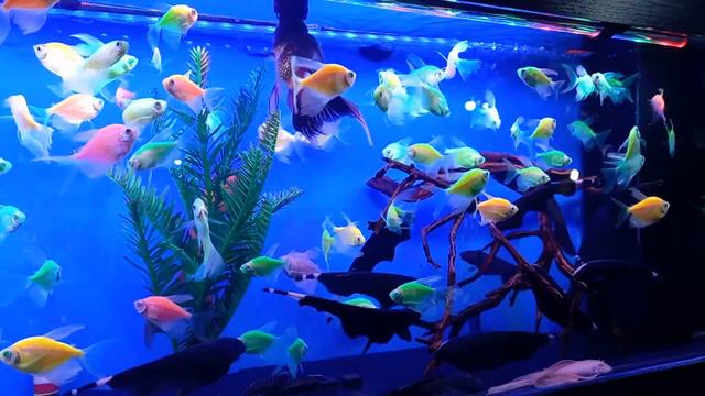 Ташкентский рынок янгиабод павилион аквариумных рыбок. смотреть онлайн