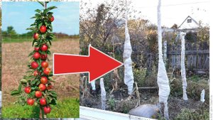 Сделайте это с колоновидной яблоней осенью в ноябре для подготовке к зиме и сильным морозам!