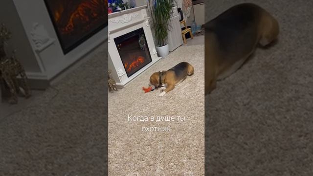 Когда в душе ты охотник и грозный зверь #animal #бигль #бигльдома #дрессировкасобаки #dog #beagle
