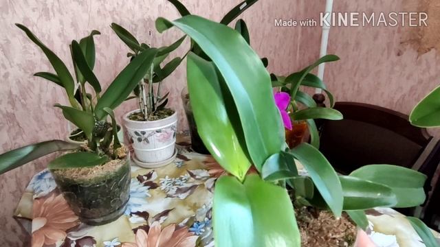 Что с пересаженными каттлеями. Отвалившаяся бульба #каттлеи - будет ли толк?. Обзор домашних каттле