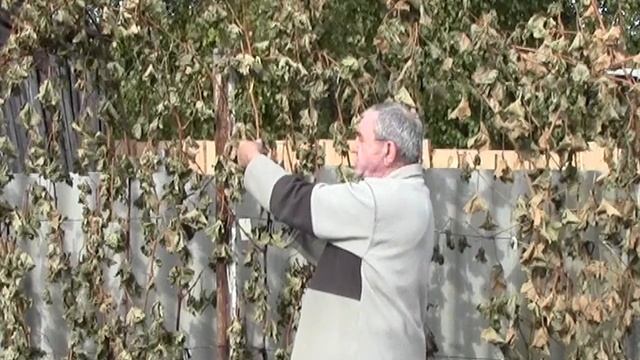 ? Предварительная обрезка винограда. Как определить, вызрела ли лоза? смотреть онлайн