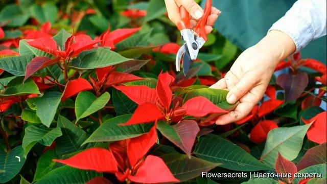 ПУАНСЕТТИЯ КРАСНАЯ УХОД В ДОМАШНИХ УСЛОВИЯХ. РОЖДЕСТВЕНСКАЯ ЗВЕЗДА. МОЛОЧАЙ КРАСИВЕЙШИЙ смотреть онлайн