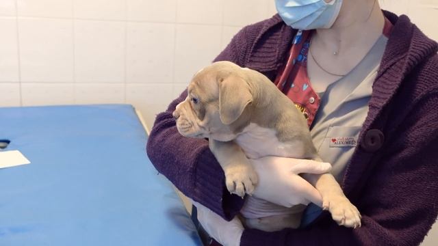 Яна - дома! Щенки Вивы после купирования ушей. Новая машина. смотреть онлайн