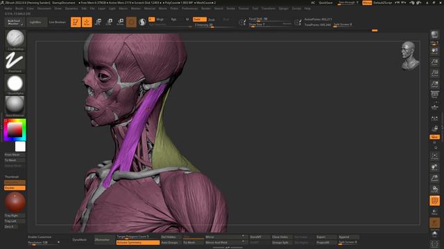27_Мышцы шеи для создания #3d_персонажей