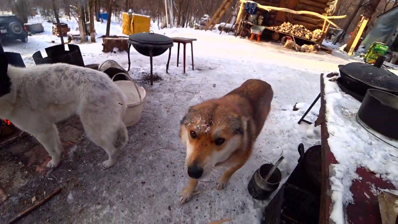 НЕСКОЛЬКО ДНЕЙ В ТАЙГЕ. ТИГР НЕ УШЕЛ. смотреть онлайн