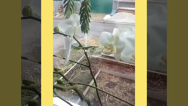 Орхидеи !!! Набрали цвет смотреть онлайн