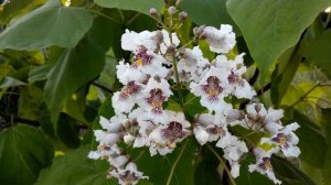 Катальпа "Трубное Дерево" - обзор