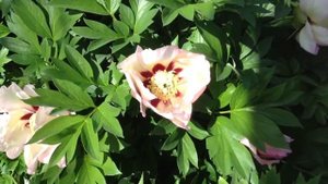 Peony Pastel Splendor - www.peonyshop.com