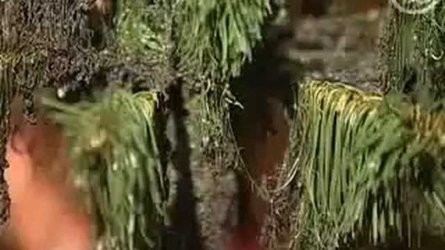 Искусственные елки смотреть онлайн