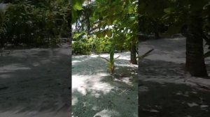Fihalhohi Фихалхохи обзор территории возле номеров, выход к морю от каждой категории размещения