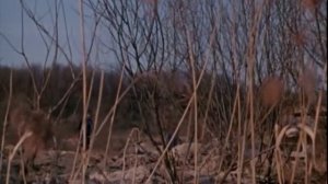 Познавая белый свет | Learning about the wide world (Poznavaya bely svet)