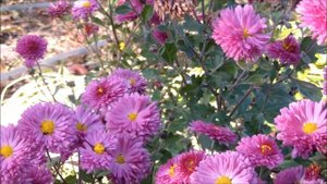 Хризантема корейская Дубок. Как купить хризантемы многолетние почтой