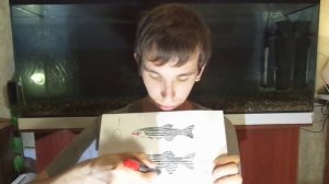 Определи пол у Данио рерио. Мирная рыбка