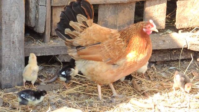 курица с цыплятами))) - the chicken with chicks))) смотреть онлайн