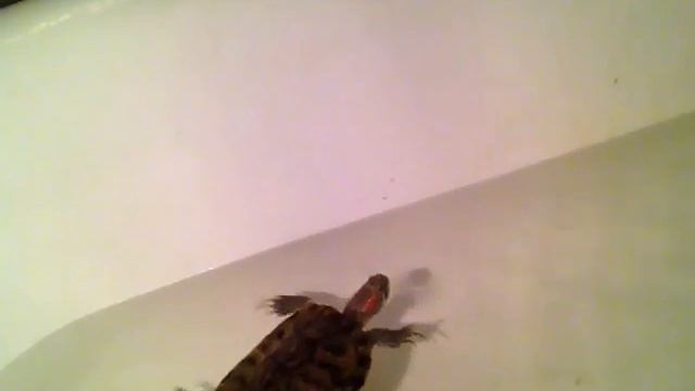 Полезное видео! Как ухаживать за красно ухой черепахой) смотреть онлайн