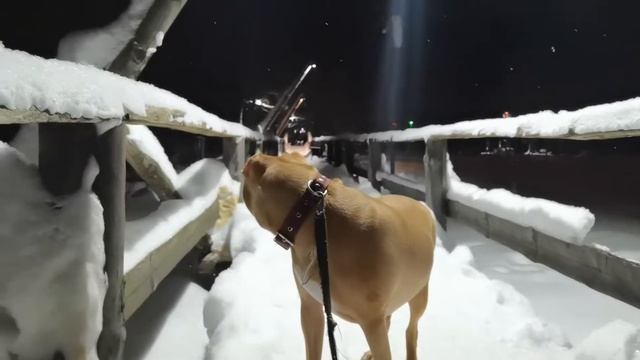 Дух питбультерьера рабочего разведения-коротко#apbt#апбт#питбуль#питбультерьер#собака