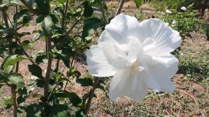 Гибискус сирийский Вайт Шифон (лат. Hibiscus syriacus White Chiffon).
