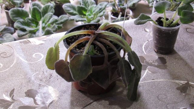 ПОЛИВАТЬ И ФОРМИРОВАТЬ ФИАЛКУ ОДНОВРЕМЕННО НЕЛЬЗЯ.