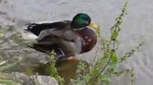 АХ, ЭТА КРАСНАЯ РЯБИНА