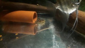 Номерные сомы L-340